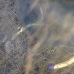 surface-active agent lili maya james rouvelle